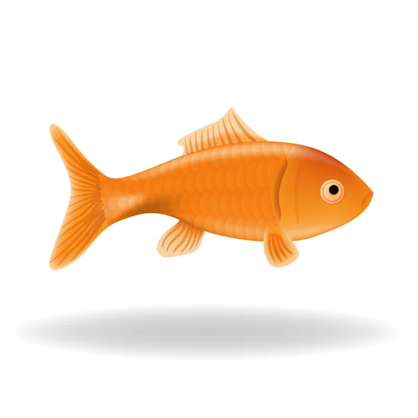 Goldfish isolated — Stock Vector