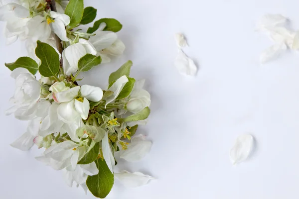 Flores da árvore da maçã no fundo branco — Fotografia de Stock