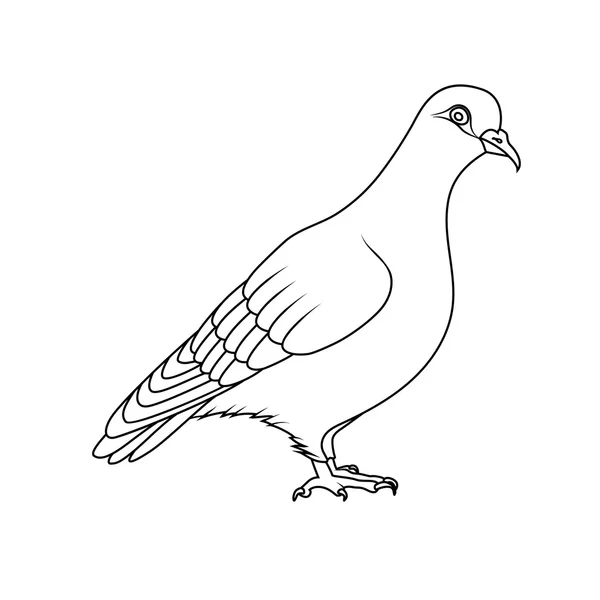 Livro para colorir: pombo — Vetor de Stock