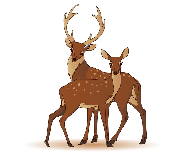 Couple of deers isolated — Stock Vector