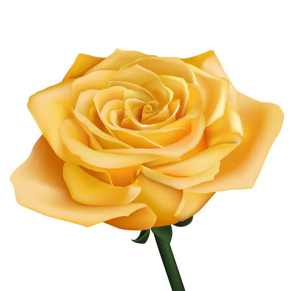 Realistic yellow rose — Stock Vector