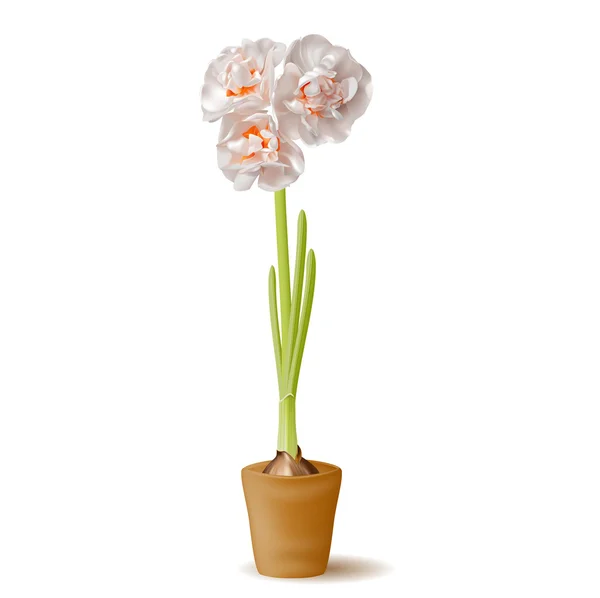 Realistyczne kwiat żonkila w puli — Wektor stockowy