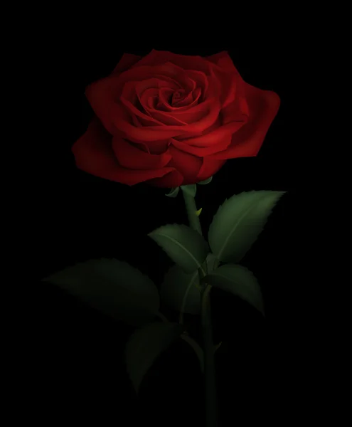 Реальная красная роза — стоковый вектор