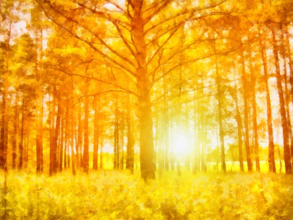 Morning sunrise through the trees in the forest — Stock Photo, Image