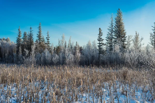 눈내리는 겨울 숲의 추운 날 — 스톡 사진