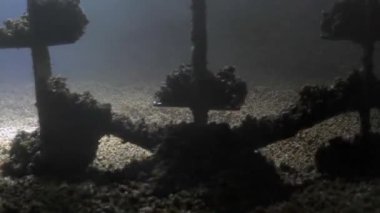 Marihuana ezme ve kaynama makinesi iş başında. Karıştırıcı malt karıştırır