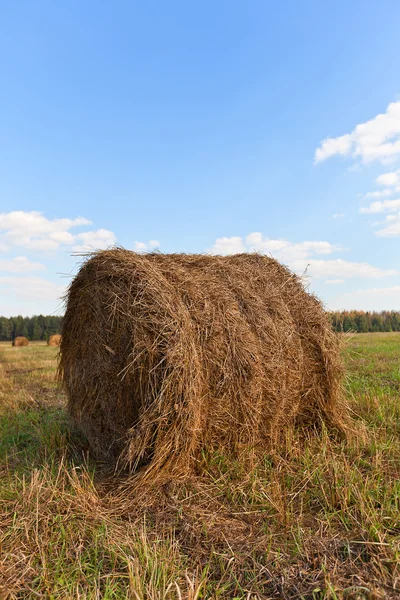 Big hay roll on mowed field — Stock Photo, Image