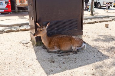 Sika geyiği (Cervus nippon) Itsukushima Island, Japonya