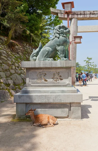 Jelen sika (Cervus nippon) na ostrově Icukušima, Japonsko — Stock fotografie