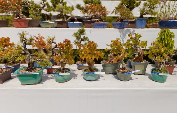 Exhibition of bonsai trees in Takamatsu castle, Japan — Stockfoto