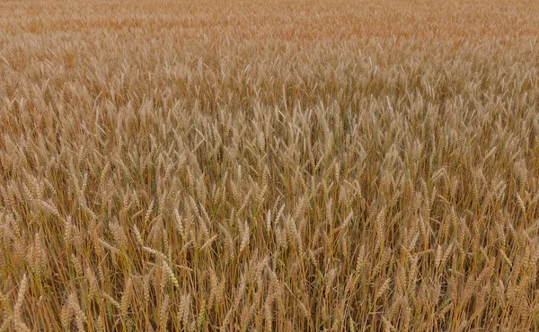 Ripe rice ears on the paddy background — Stock Photo, Image