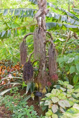 Caryota No in QE II Botanic Park on Grand Cayman Island