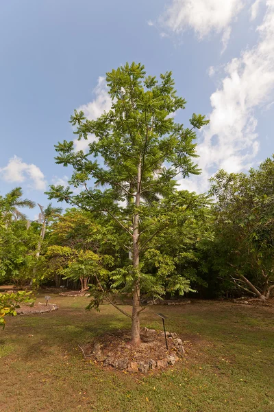 Ciruela de junio en el Parque Botánico QE II en la Isla Gran Caimán — Foto de Stock