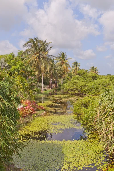 Teich in qe ii botanischem Park auf Grand Cayman Island — Stockfoto