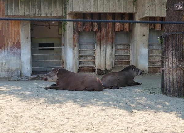 South American Tapir in Ueno Zoo, Tokyo, Japan