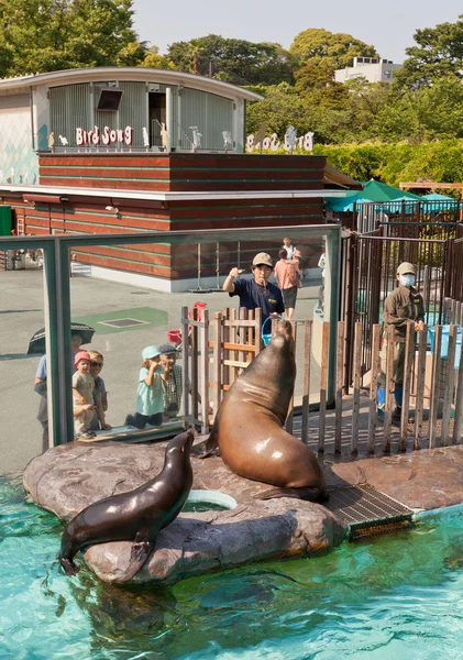 上野動物園、東京のカリフォルニア ・ アシカの給餌 — ストック写真