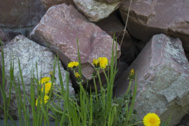 Karahindibalı eski taş duvar