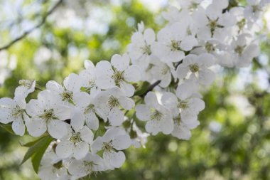 İlkbaharda ağacın dalları çiçek açar..