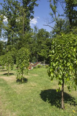 Yaz parkı manzarası. Güneşli bir gün.