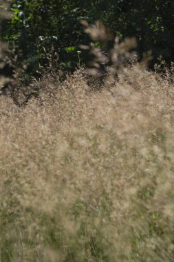 Panik fabrikası kapanıyor. Doğal arkaplan.