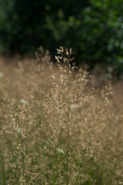 Panik fabrikası kapanıyor. Doğal arkaplan.