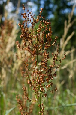 Kuru yaban bitkisi makro çekimi.