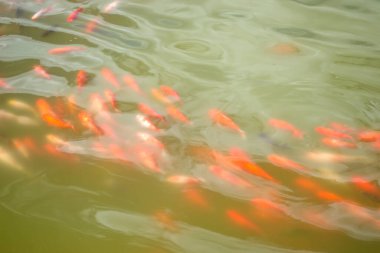 Japon koi balığı gölde.