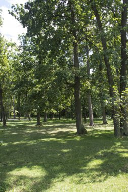 Yaz ormanı manzarası. Güzel gün.