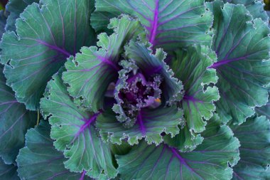 Bahçedeki lahanalar kapanıyor..