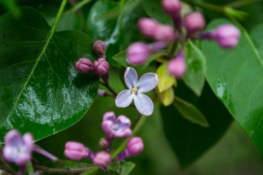 Yağmurdan sonraki leylak çiçekleri.
