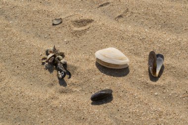 Kumsalda deniz kabukları Yaklaş.