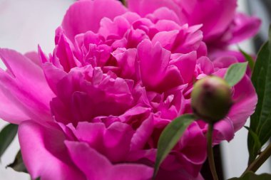 Pembe şakayık makro shot. Şakayık arka planı.