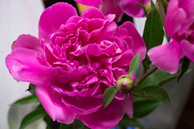 Pembe şakayık makro shot. Şakayık arka planı.