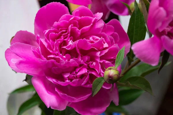 Pembe şakayık makro shot. Şakayık arka planı.