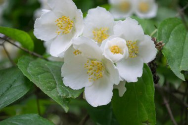 Yasemin çiçekleri kapanıyor. Yasemin çiçek açıyor..