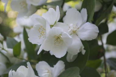 Yasemin çiçekleri kapanıyor. Yasemin çiçek açıyor..