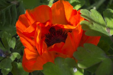 Haşhaş çiçeği yaklaş.