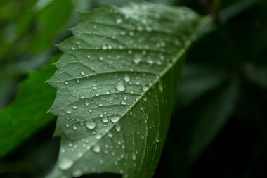 Yeşil yaprak yağmur damlalarıyla kaplı, makro fotoğrafçılık.