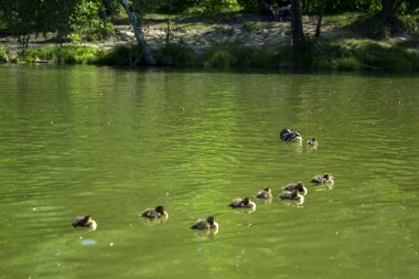 Ormandaki göl. Yaz manzarası.