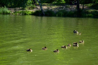 Ormandaki göl. Yaz manzarası.