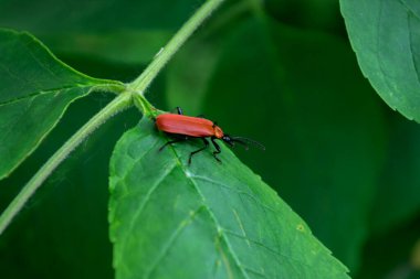 Yeşil yapraklı kırmızı böcek. Makro çekim.