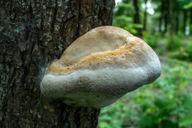 Ağaç gövdesindeki zehirli mantarlar.