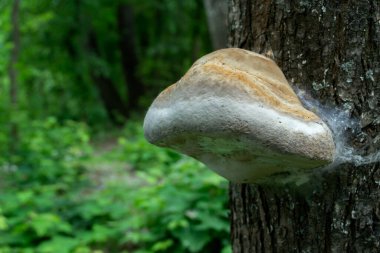 Ağaç gövdesindeki zehirli mantarlar.