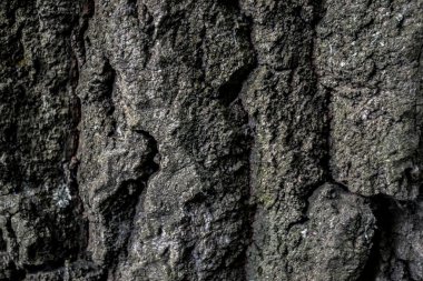 Havla makro shot. Ahşap doku.