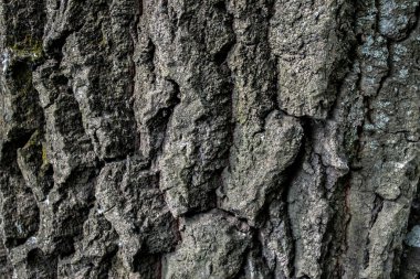 Havla makro shot. Ahşap doku.