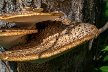 Ağaç gövdesindeki zehirli mantarlar.