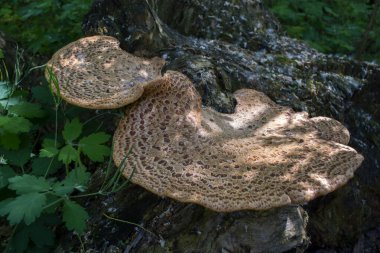 Ağaç gövdesindeki zehirli mantarlar.