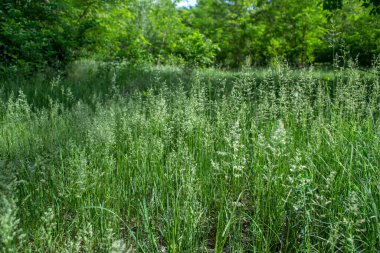 Yeşil yaz tarlası. Kapat..