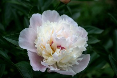 Güzel çiçek açan şakayık. Makro çekim.