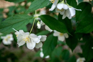Yasemin 'in çiçek açan çalısı.